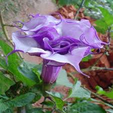 Image result for Datura
