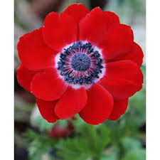 Image result for Disperis nemorosa