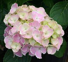 Hydrangea Wedding Ring At Warmbiers Hydrangeas Wedding Flowers Perennials