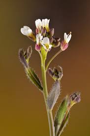 Image result for Arabis