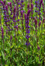 Depending on the species in your garden, some plants may be hardy repeat performers that are well adapted to local climate and require little winter preparation, such as a bit of mulch. Bluten Salbei Caradonna Salvia Nemorosa Caradonna Gunstig Online Kaufen