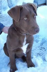 Boxer Mix Chocolate Color Google Search Dog Cat Australian Cattle Dog Puppy Cattle Dog Puppy