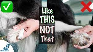 How often to cut dog nails. How To Clip Dog S Back Nails Professional Dog Training Tips Youtube