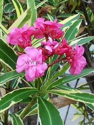 Learn about the potential benefits of oleander including contraindications, adverse reactions, toxicology, pharmacology and historical usage. Nerium Oleander Variegata Oleander Doppel Rosa Bunt