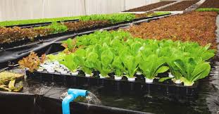 This is an easy system to diy but is only suitable for small plants such as microgreens or herbs. 13 Diy Aquaponics Systems To Suit Any Budget