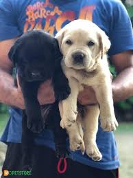 micro chipped pedigree black british labrador puppies labrador puppy puppies dogs for sale