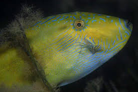 Image result for Rhynchosia usambarensis