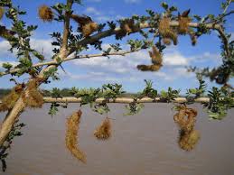 Image result for Ormocarpum