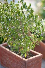 Plante qui ?loignent les mouches. Les Plantes Repulsives Betes Noires Des Nuisibles Du Jardin Mon Jardin D Idees Mon Jardin D Idees Par Villaverde