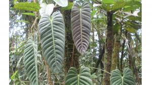 Image result for Araceae