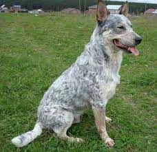 Google Image Result For Httpwwwdogbreedinfocomimages23australiancattledogacdshadowrussi Dog Breeds Pictures Australian Cattle Dog Blue Heeler Dog Breeds