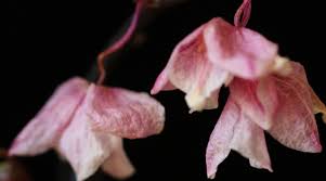 Changes in light will likely cause flower buds to fall off. Orchid Flowers Falling Off Here S Why And What To Do Orchid Bliss