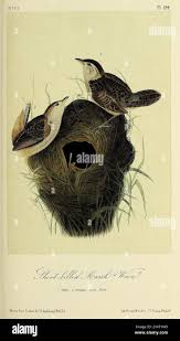 Short billed marsh wren hi-res stock photography and images - Alamy