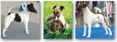 Image result for foxteriér hladkosrstý