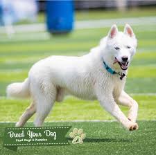 However, not all siberian husky dogs have a pure white coat. White Siberian Huskies With Blue Eyes For Sale Novocom Top