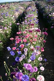 Grown for its bright blue, fringed flowers, the stems last for days in a cut flower arrangement. Silver Falls Seed Company Bachelor Button Dwarf Polka Dot Mix