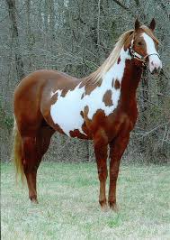Beautiful Red And White Paint Horse Oh My Gosh I Want This Horse So Pretty Cavalos Malhados Cavalos Raros E Cavalos Bonitos