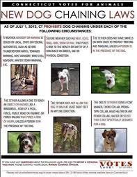 So you're thinking about adopting a dog — that's wonderful! Harwinton Connecticut Animal Control Home Facebook