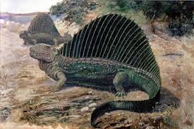 Dimetrodon (two measures of teeth) was one of the largest land animals and the apex predator of its time. Dinosaur Dimetrodon D20pfsrd