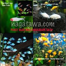 Hamster,sugar glider, iguana,ular, landak mini,kelinci, marmut, ikan hias, akuarium dan berbagai macam jenis pets lainnya.fb @hamsterindo manado or twiter hamster mdo (hokie) tlp 089698579900 Jual Paket Ikan Hias Aquascape Satu Di Lapak Nagatawa Ornamental Fish Bukalapak