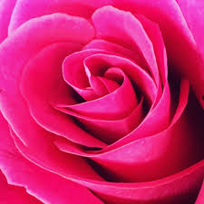 Send same day flowers today to the upper east side from your florist with a french touch. Marlo Flowers Ltd Home Facebook