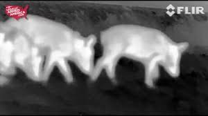 22 Tcm Rifle Drops Hog In Its Tracks On Night Vision