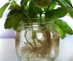 We did not find results for: The Lazy Way Non Water Way To Root Propagate Basil And Herb Y Plants 9 Steps With Pictures Instructables
