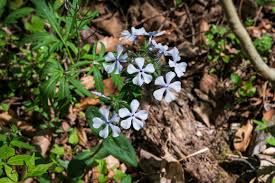 Image result for Polemoniaceae