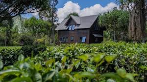 Free for commercial use no attribution required high quality images. Brew Up A Fresh Start At An 8 5m Tea Plantation On Kauai Realtor Com