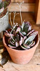 Image result for Kalanchoe marmorata