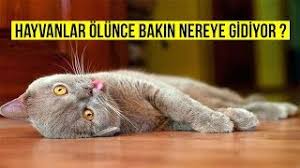 Hayvanlar Olunce Bakin Nereye Gidiyor Hayvanlara Zulmedenleri Ahiretteki Korkunc Sonu Youtube