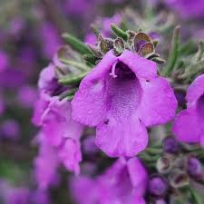 Image result for Salvia stenophylla