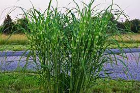 Porcupine Grass Miscanthus Sinensis Strictus Zone 5 10 8 X3 Google Search Ornamental Grasses Ornamental Grasses For Shade Shade Grass