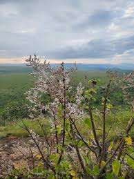 Image result for Tetradenia urticifolia