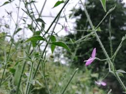 Image result for Dicliptera paniculata