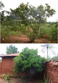 Image result for Synsepalum revolutum