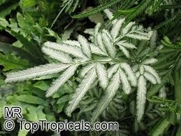 Image result for Pteris similis