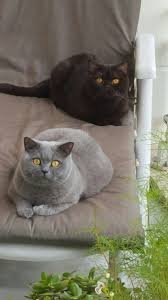 British Shortair Bleu Et Chocolat Fellini Blue Von Bullerbue Et Brownie Von Bullerbue Chats Adorables Chat
