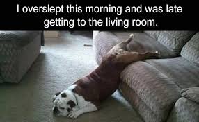 Morning Glory Hot Coffee And Fresh Animal Memes Animal Memes Grumpy Cat Humor Funny Memes