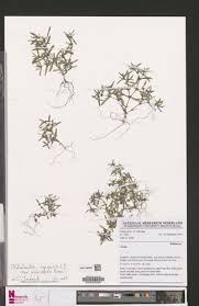 Image result for Oldenlandia capensis