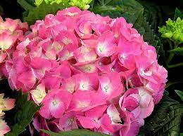 Why the queen was advised not to marry prince philip. The Best Flowers To Say Thanks Avas Flowers