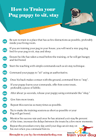 How To Train Your Pug Puppy How To Train Your Dog Puppy Training Puppies Pugs