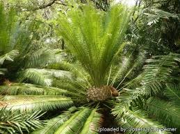 Image result for Cycas