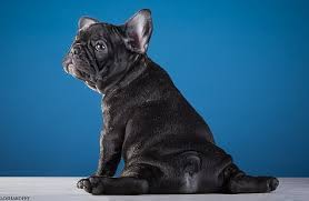 Back and white bulldog background. Hd Wallpaper Puppy Funny French Bulldog Wallpaper Flare