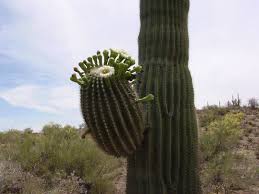 Saguaros grow very slowly, all of one inch in height by the time they are 10 years old. On Line Guide To The Positive Identification Of Members Of The Cactus Family
