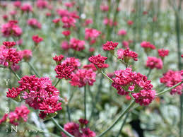 Image result for Eriospermum roseum