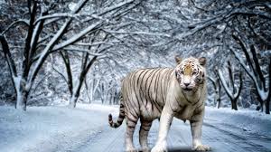 Support us by sharing the content, upvoting wallpapers on the page or sending your own background. White Tiger Wallpaper Hd Posted By Sarah Tremblay