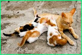 Ini antara cara mudah tenangkan kucing yang on heat ini. 4 Cara Merawat Induk Kucing Setelah Melahirkan Dunia Fauna Hewan Binatang Tumbuhan Dunia Fauna Hewan Binatang Tumbuhan