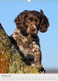 Er wird aufgrund seines äußeren häufig mit einem spaniel verwechselt. Hundewelpen Calvendo Hunde Hunde Welpen Hundewelpen