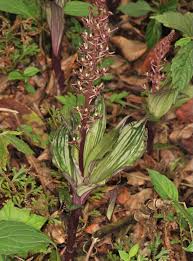 Image result for Liparis nervosa